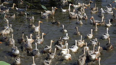 Enten schwimmen auf einer Farm in Kambodscha. Dort hat es kürzlich einen Todesfall in Zusammenhang mit der Vogelgrippe gegeben.