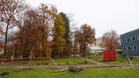 Noch leuchten die Blätter der Laubbäume vorm Klinikum Harlaching in Herbstfarben. Aber bis Februar soll hier abgeholzt werden. Voreilig, findet die Bayernpartei.